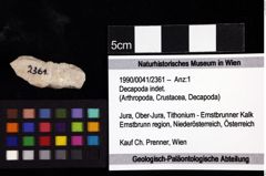 Foto (Objket + Etiketten) von Decapoda indet. 